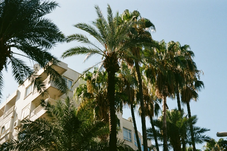 the view of some trees and building through a lot