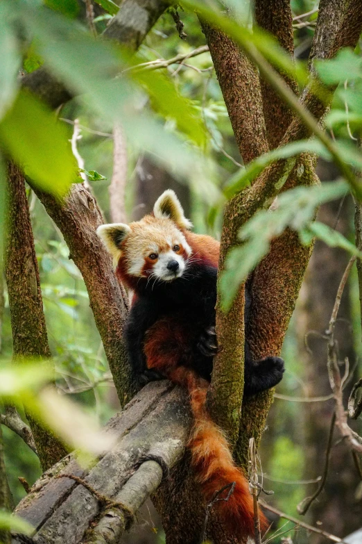 a red panda sits in a tree and looks away