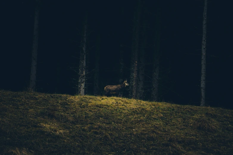 a moose walking in a dark wooded area