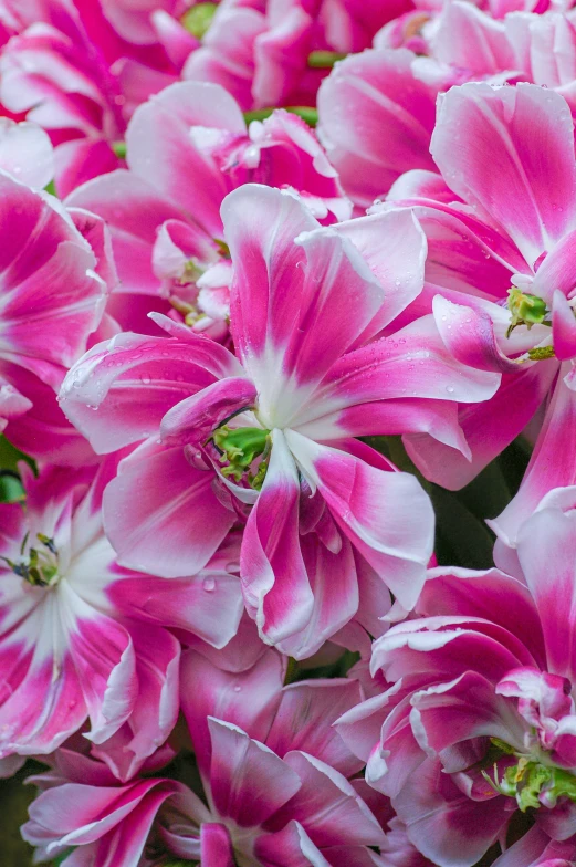 bright pink and white flowers blooming together