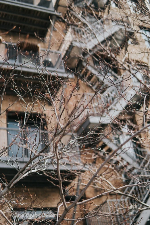 a bird sitting on a tree nch in front of a building