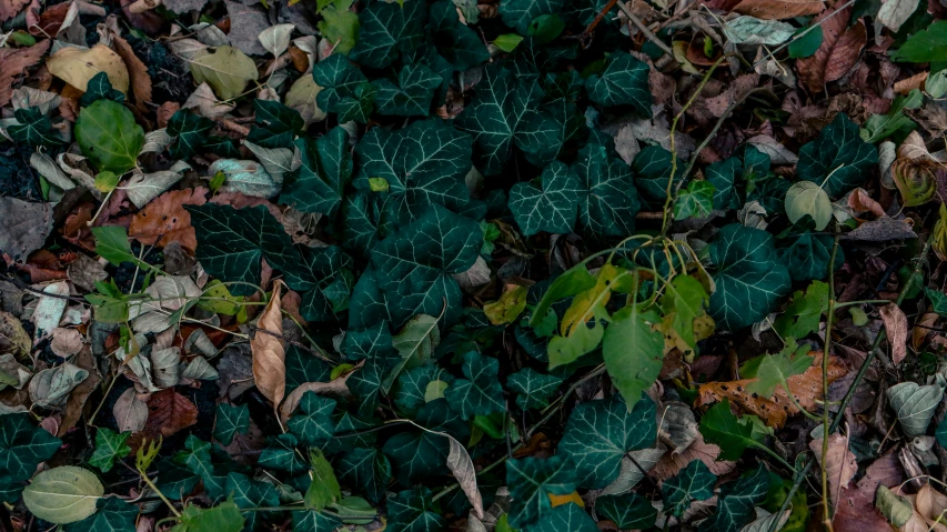 a group of leaves that are sitting on the ground