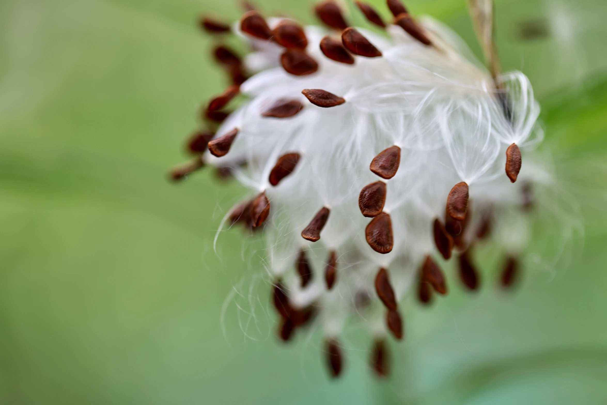 seeds still attached to the white flower and a green background