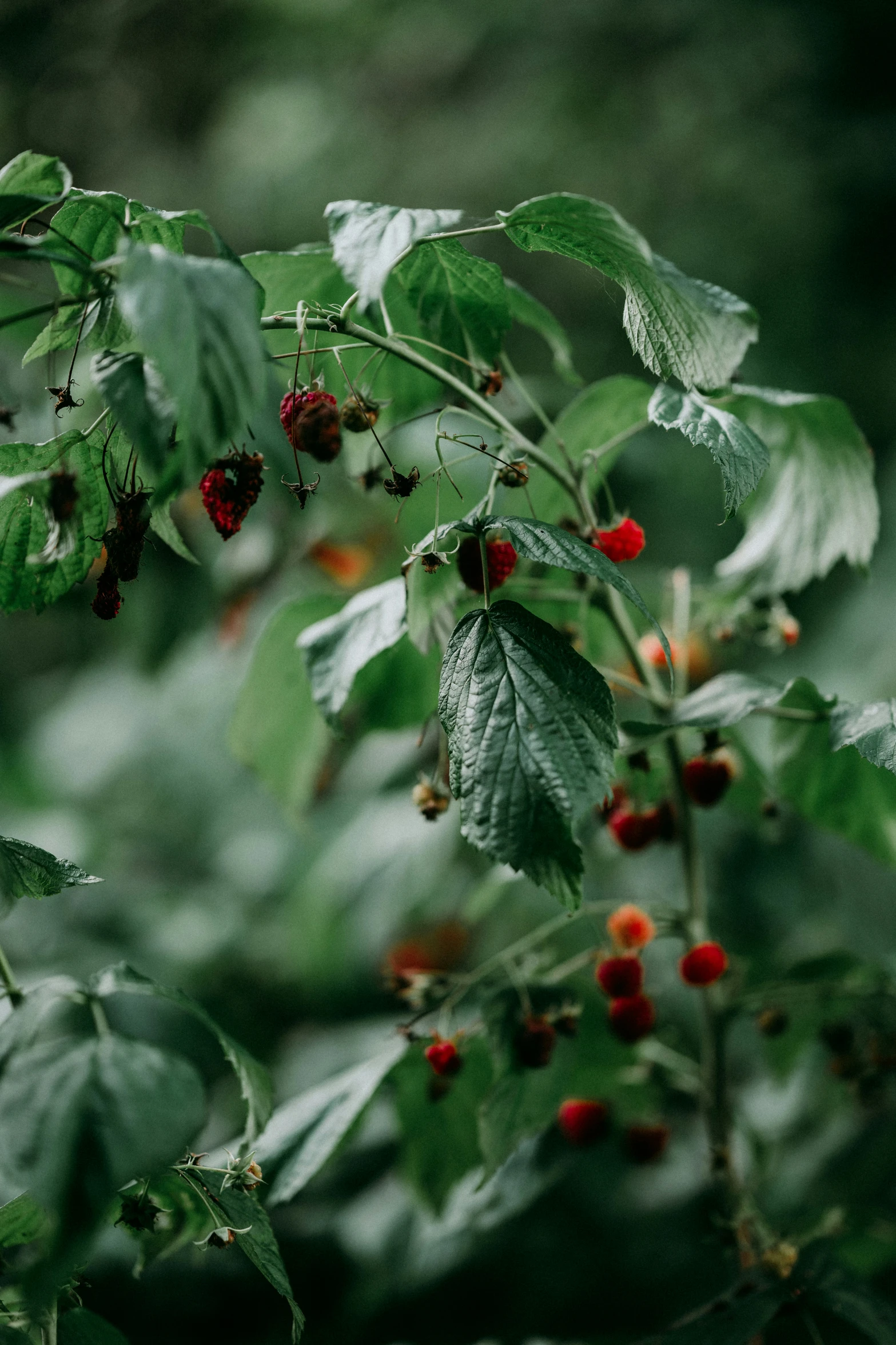 closeup of berries and leaves in an open area