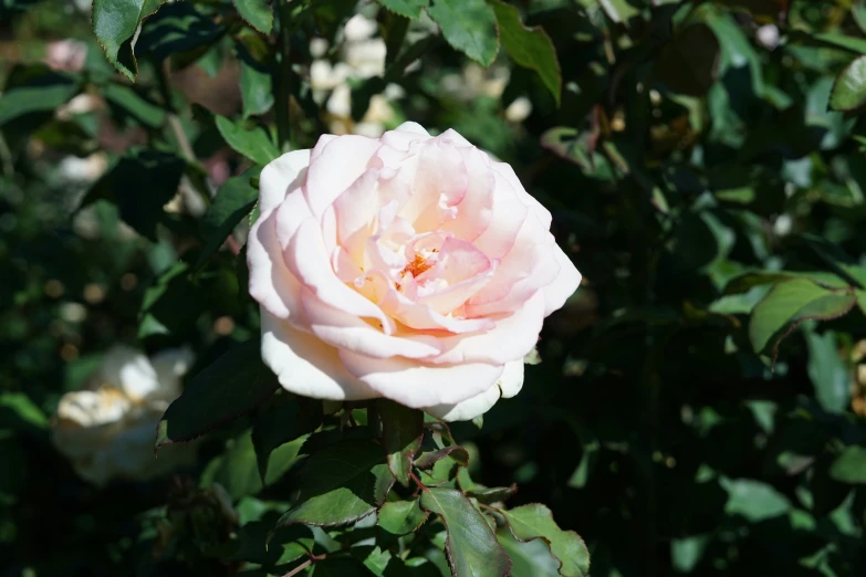 a pink rose blooming on a bush in the shade