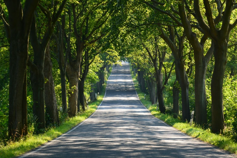 a tree line street leading into a green area