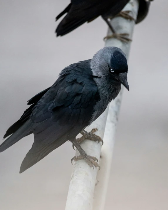 two birds standing on top of an empty bamboo pole