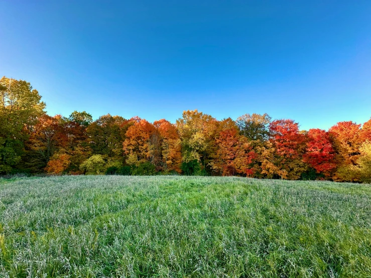 grass that is in front of many trees