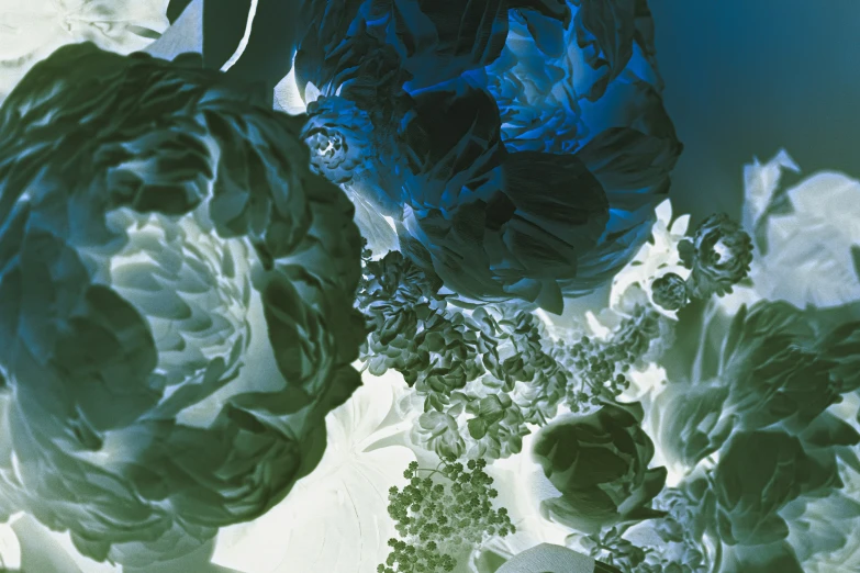 a top view of several cabbage flowers, blue over green