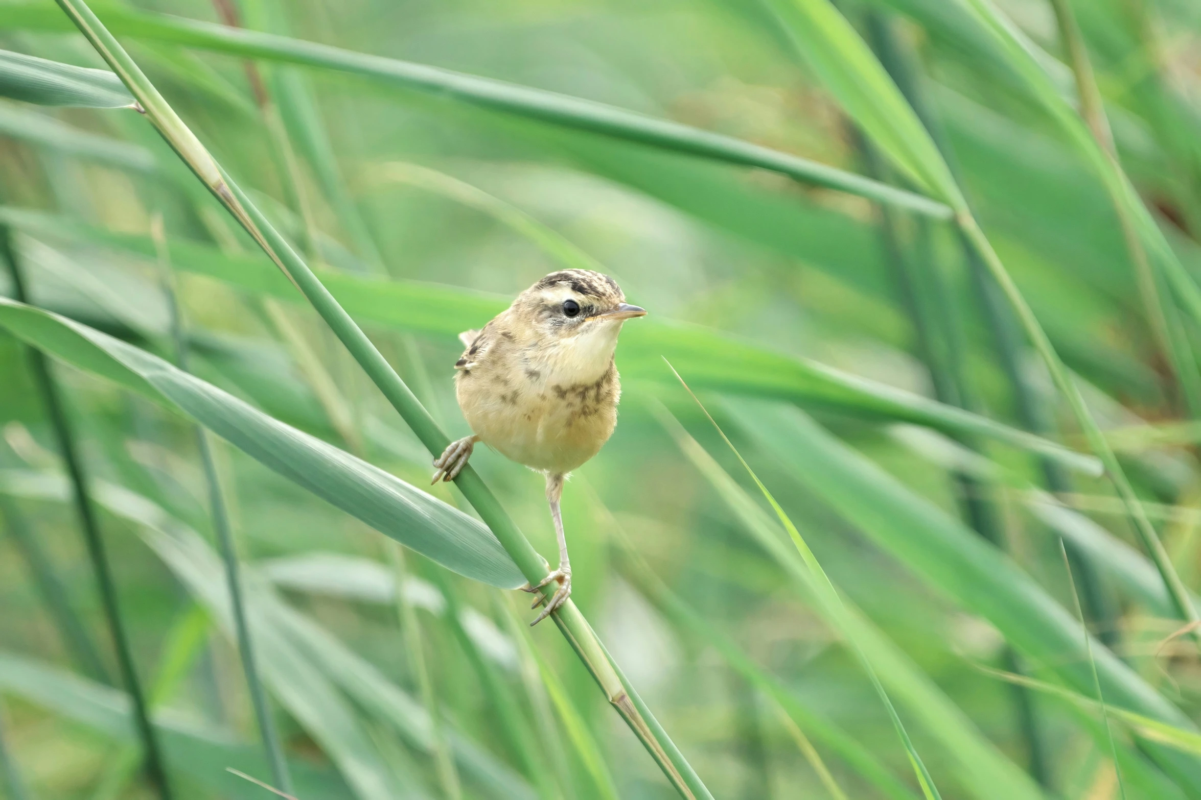 a small bird sits on the tip of the stem