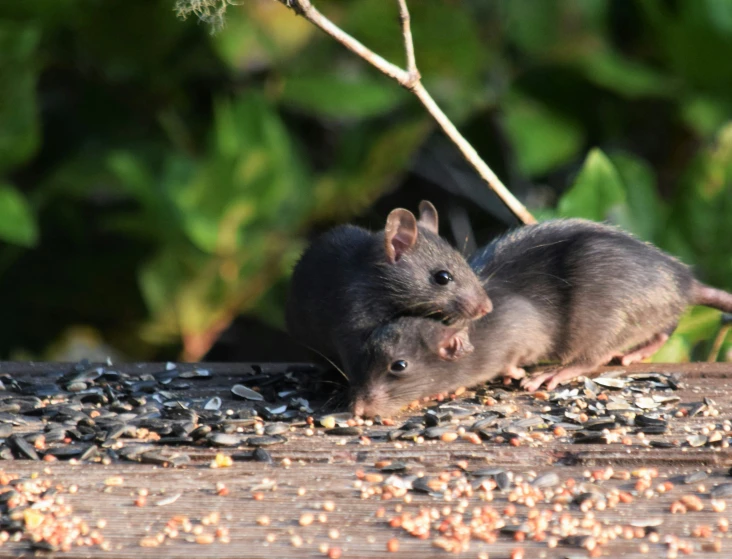 the two mice are eating from the food on the ground