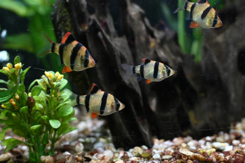 four orange and black fish swimming in an aquarium