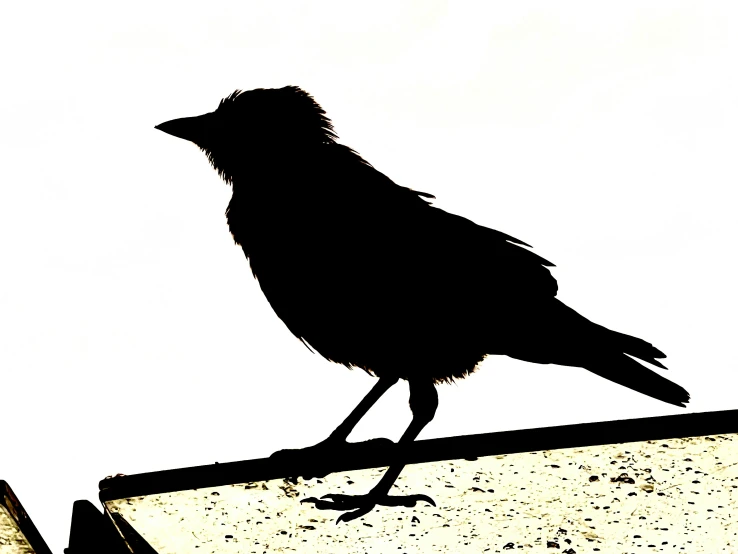 a silhouette of a bird perched on top of an object