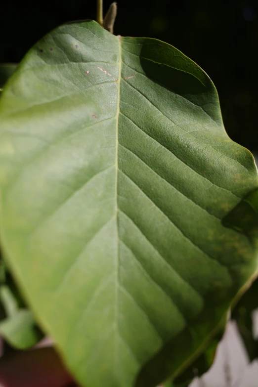 a closeup of a green leaf on a plant