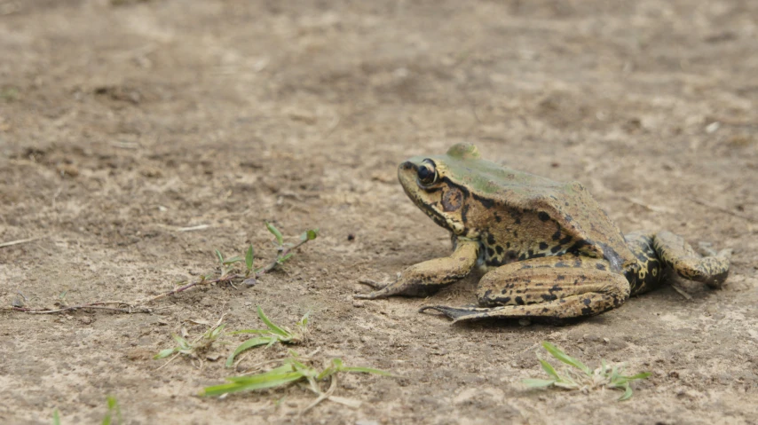 a frog on a patch of grass and dirt