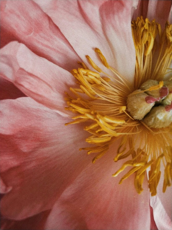 the center portion of a pink and yellow flower