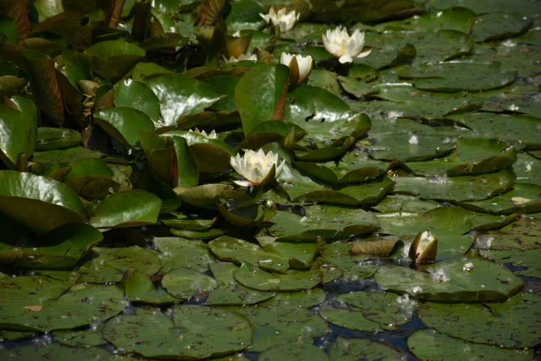 a group of waterlilies and lily pads in a pond