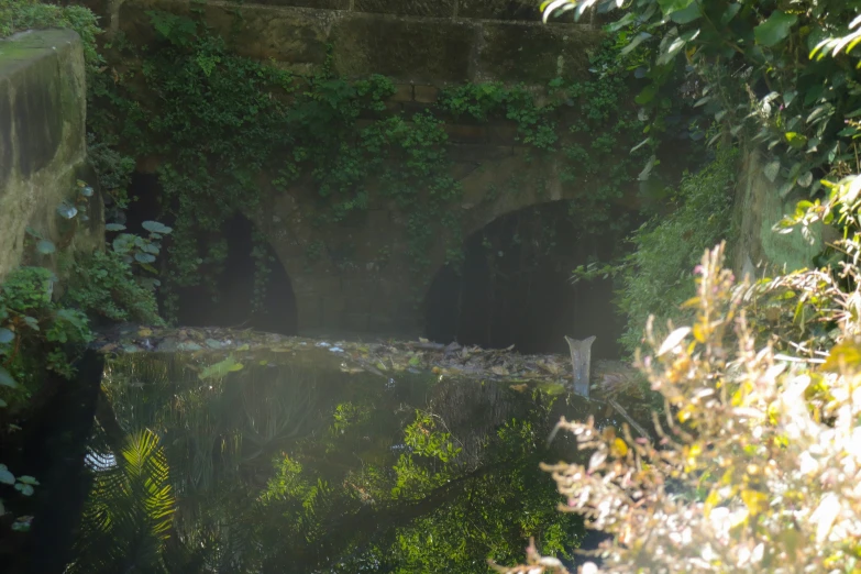 a cat looks out from the water at the jungle