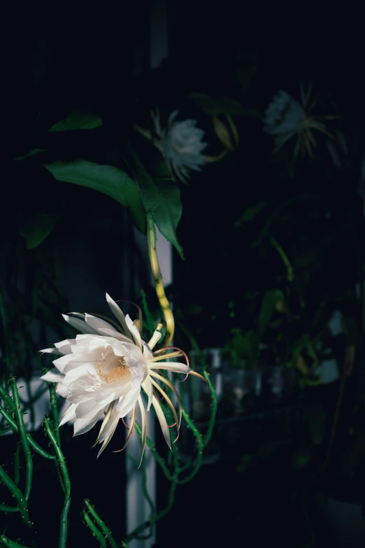 the very large white flower has many leaves on it