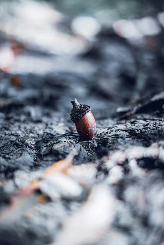 a small leaf rests on the surface of a pool