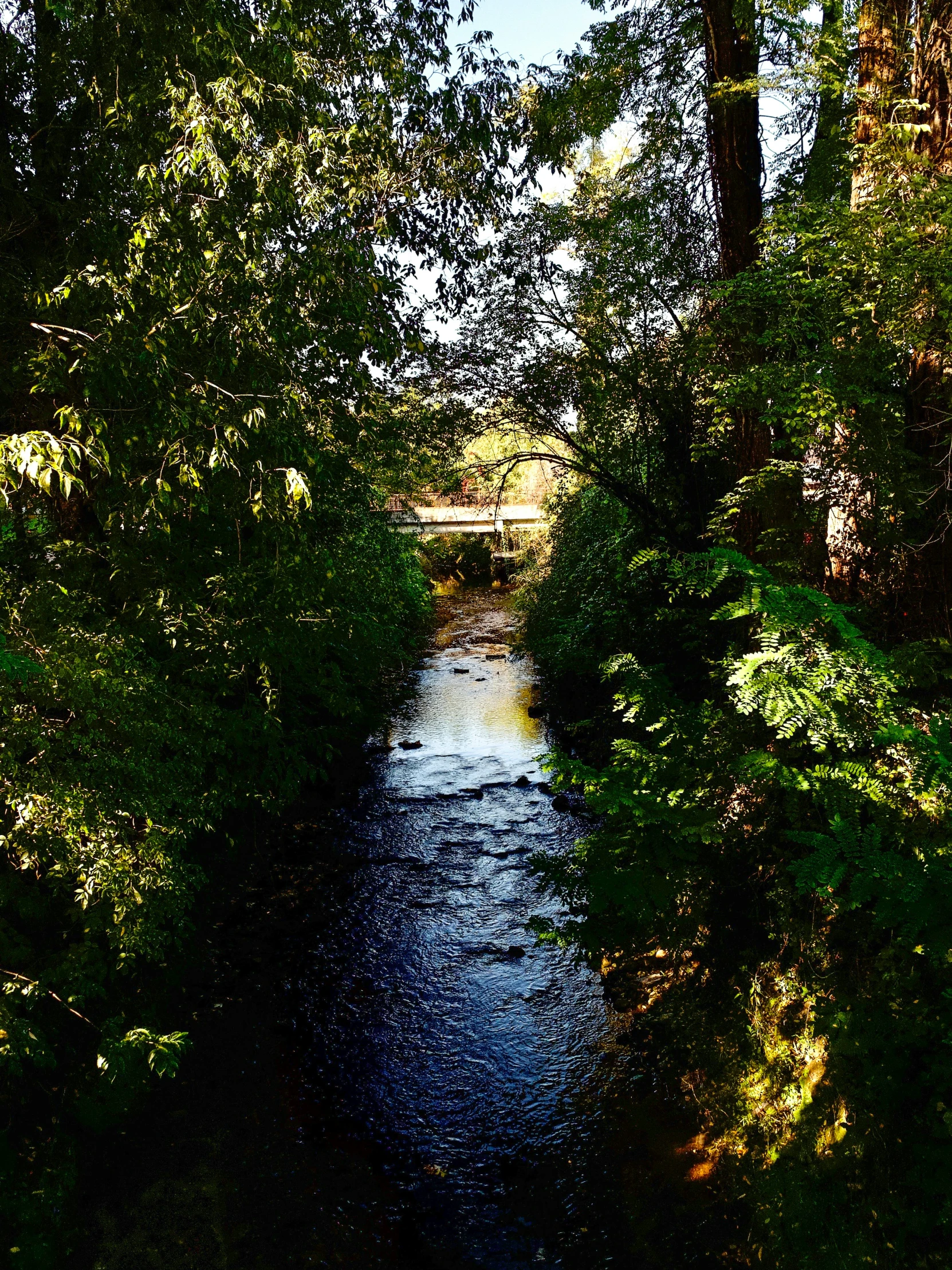 a small stream in the middle of a wooded area