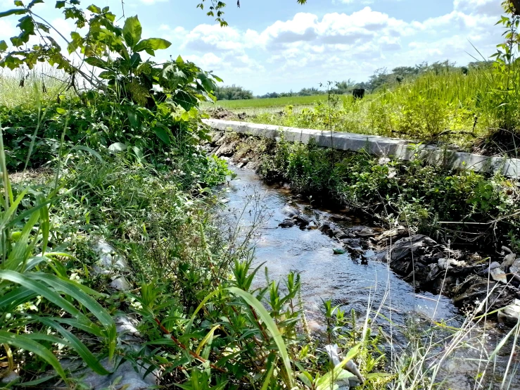 the view of a small river, and the water from the trail