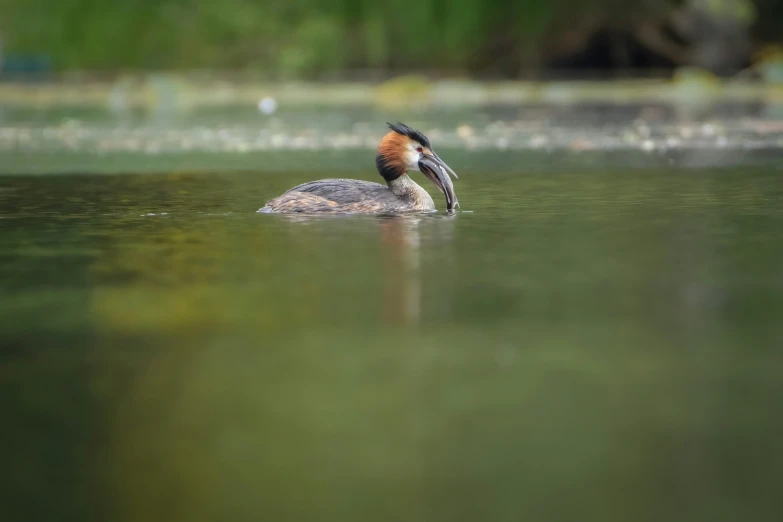 a bird is swimming in the water with it's head above water