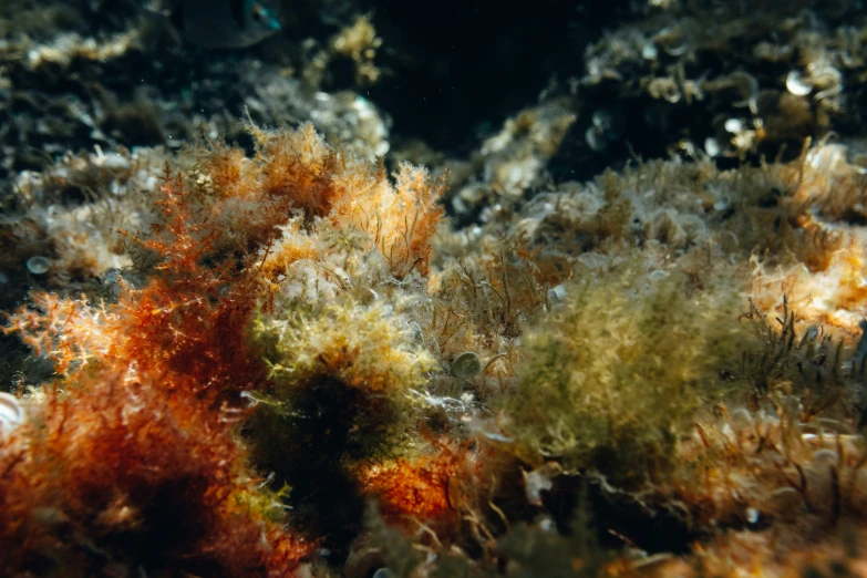 the bottom half of sea weed that is growing