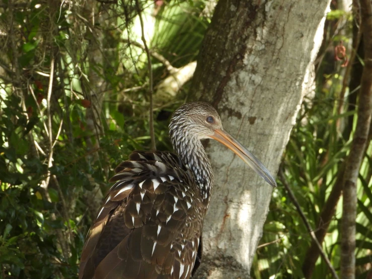 the bird is perched on the tree nch