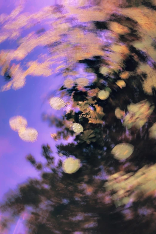 a blurry po of some trees and some leaves