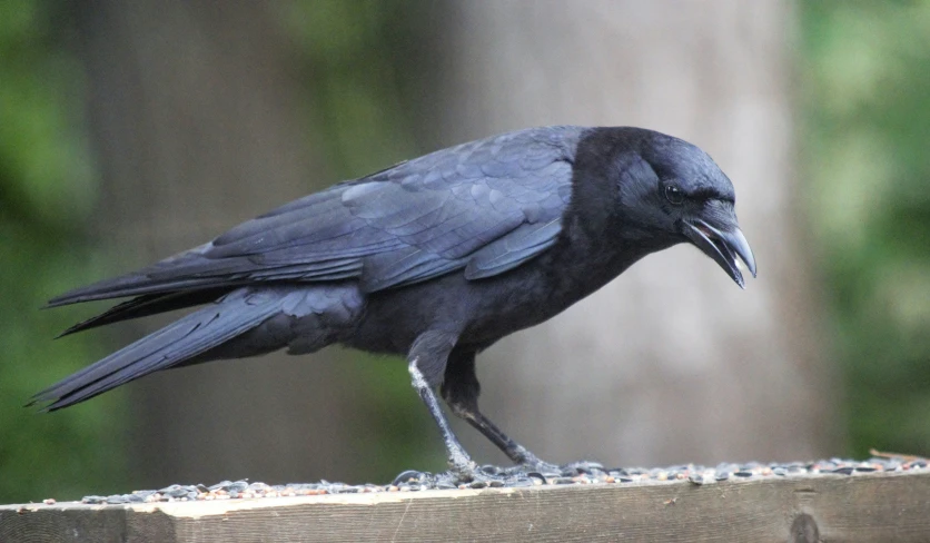 a black crow sits on top of a wooden board