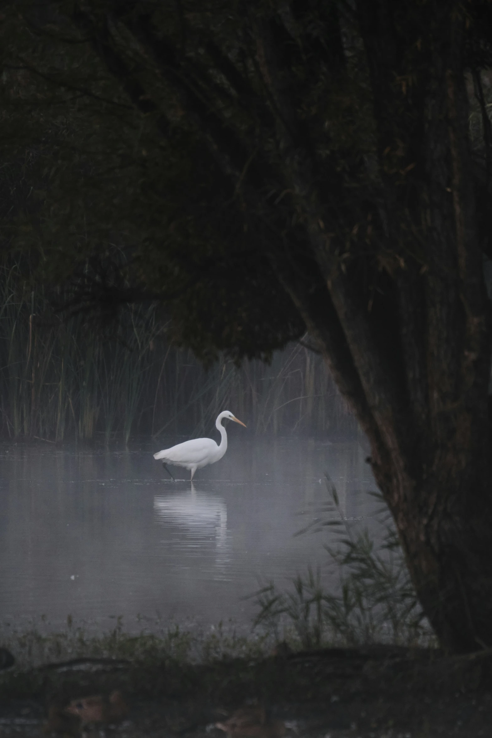 a white swan standing in water surrounded by trees