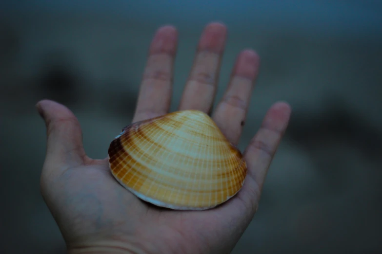 a hand is holding a tiny shell in it