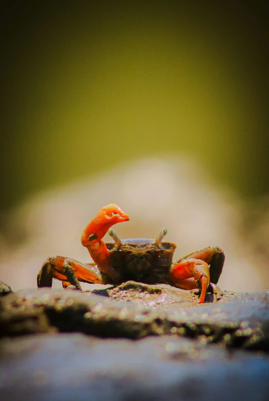 two orange crabs sitting together on a rock