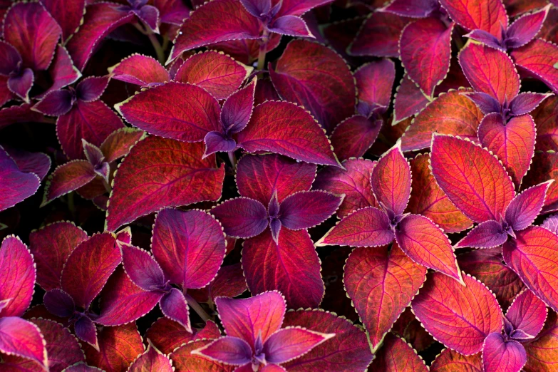 several large purple flowers and leaves of a plant