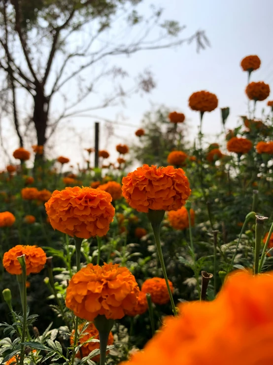 a field of flowers with trees in the background