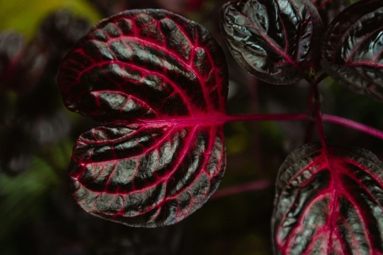 the red leaves on the plant are very nice