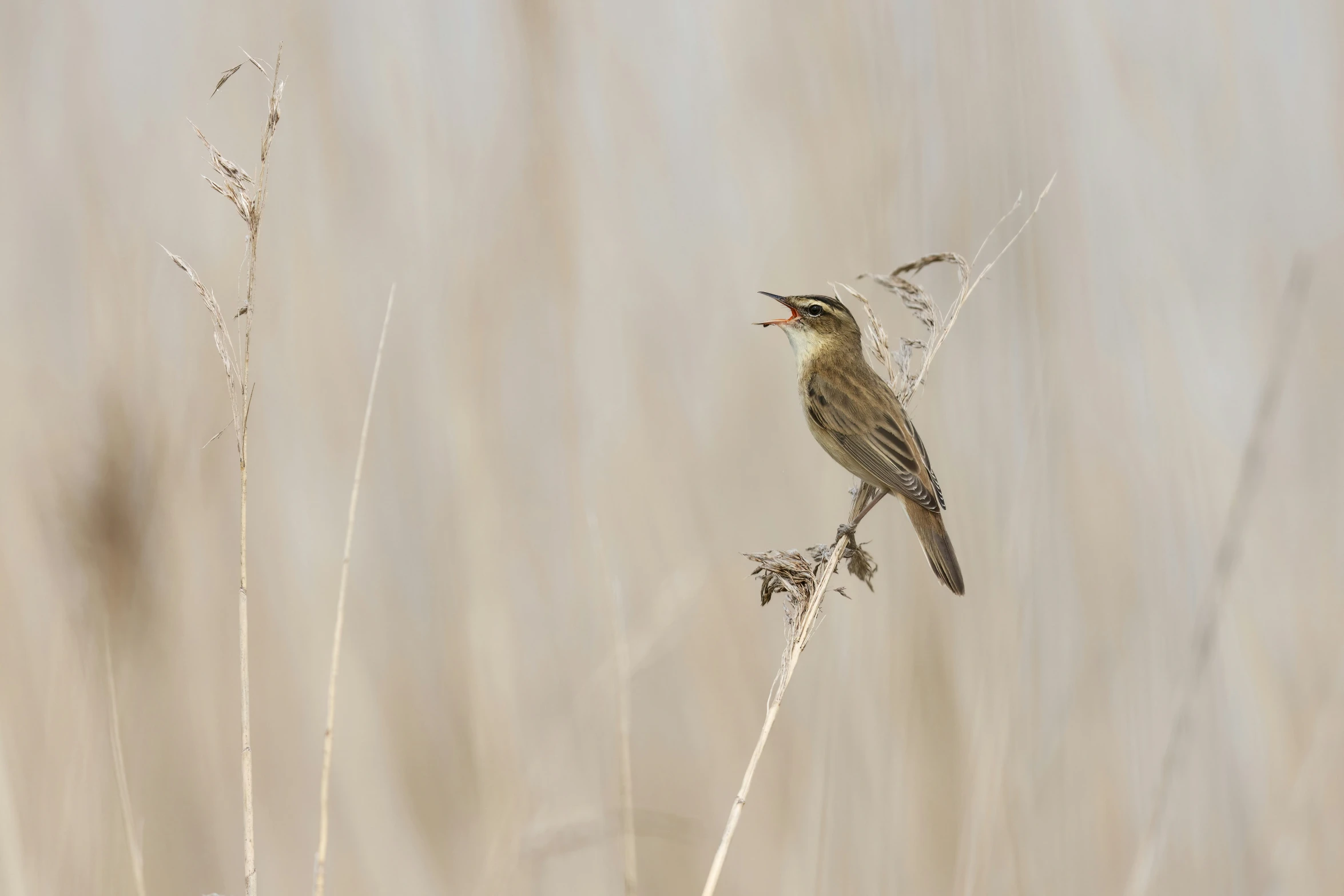 a bird sits on a thin twig with it's beak open