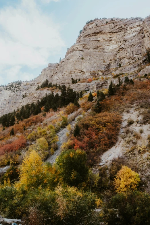 the mountain side has various trees near it