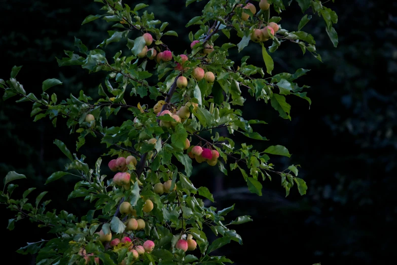 the tree has many fruits hanging from it