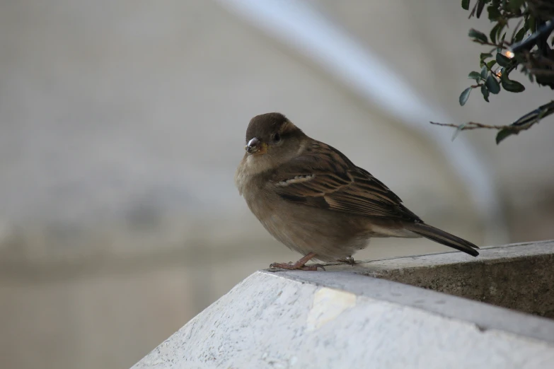 a bird is sitting on a ledge