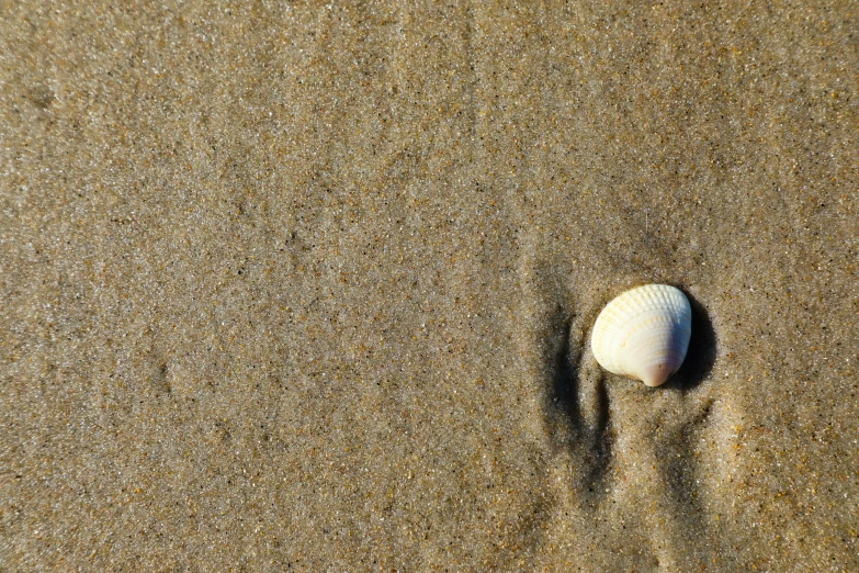 a white shell sits on a sandy beach