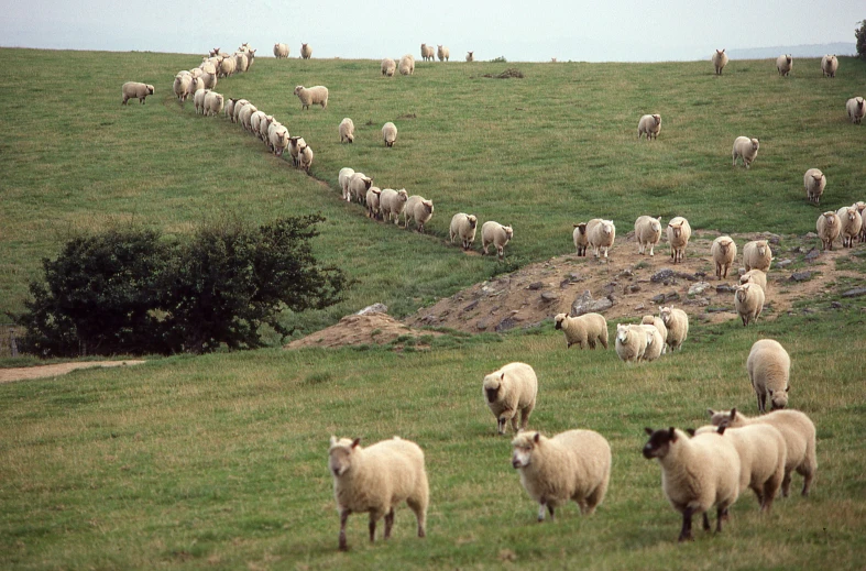 a bunch of sheep that are in a grassy field