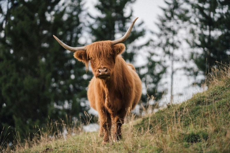 a horned animal standing on a grass hill