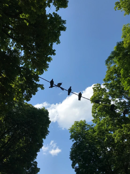 three birds perch on a wire above a wooded area