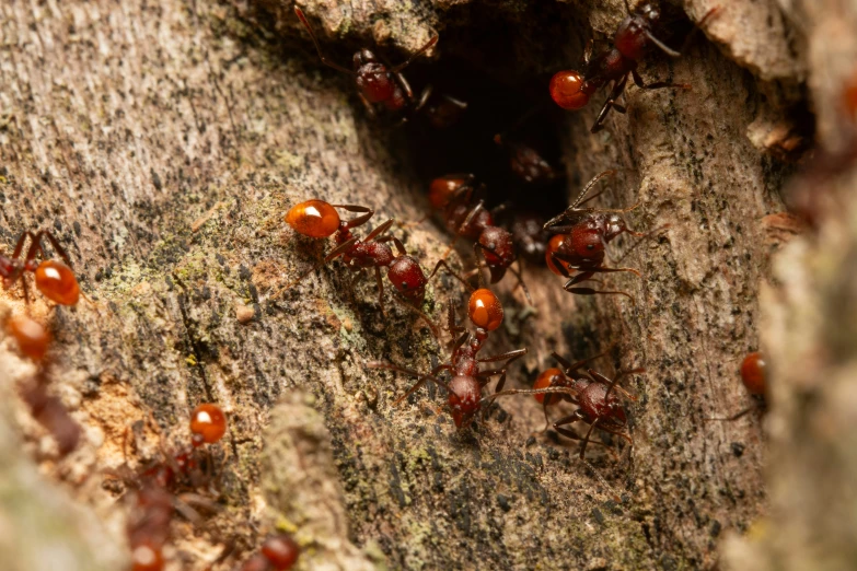 red ants climbing on a tree with the nest attached to it