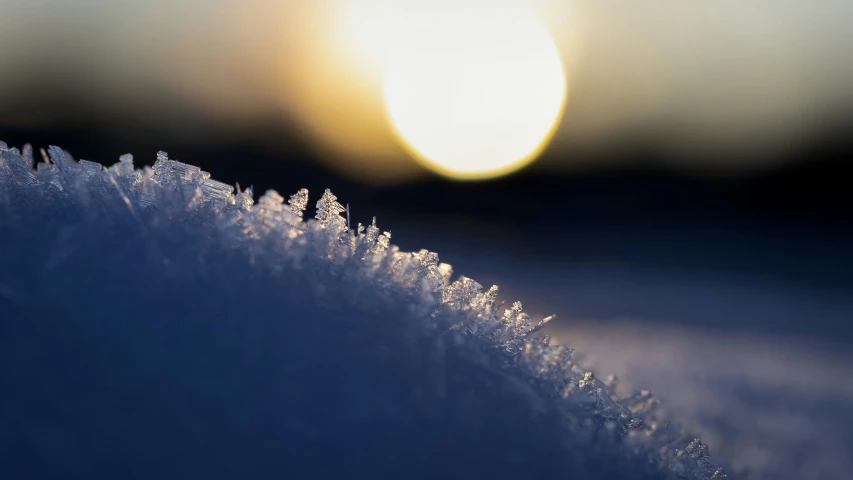 closeup pograph of frost - covered nches with bright sunset in the background