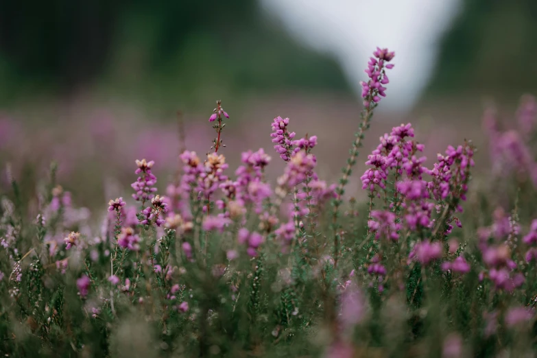 purple wildflowers growing in a field with blurry background