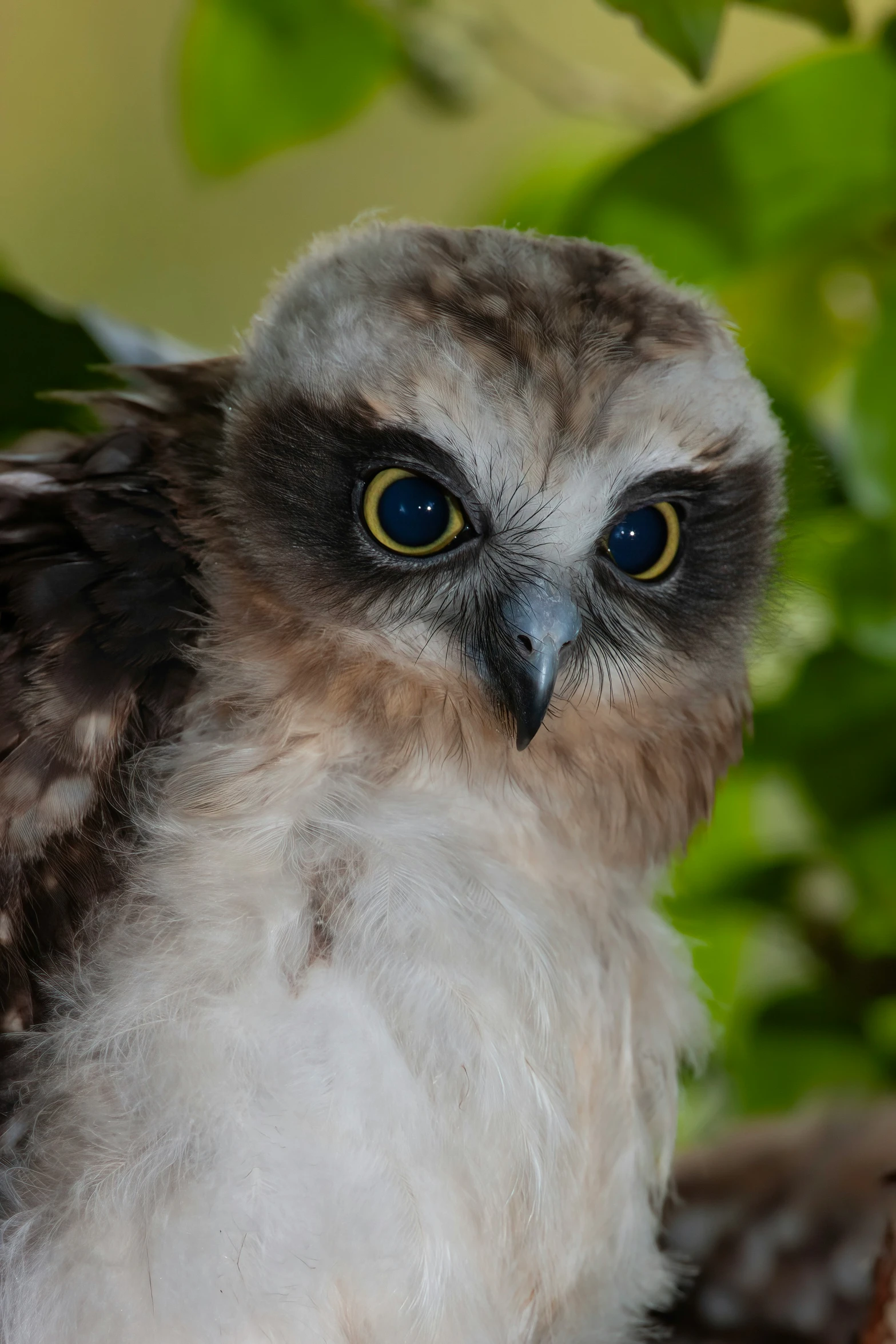 a close up view of a small owl near leaves