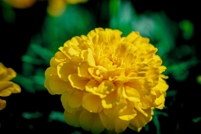 close up view of a yellow flower in the sun